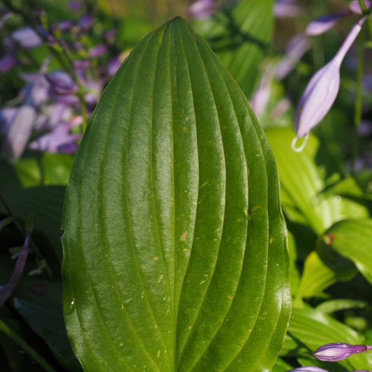 Hosta sylvestris