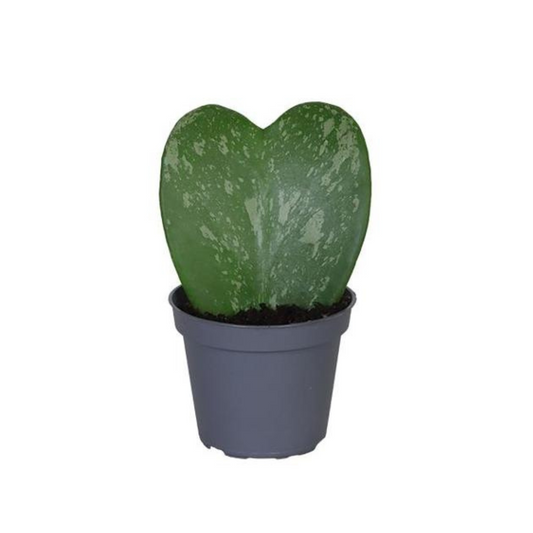 Baby plant Aglaonema commutatum China red