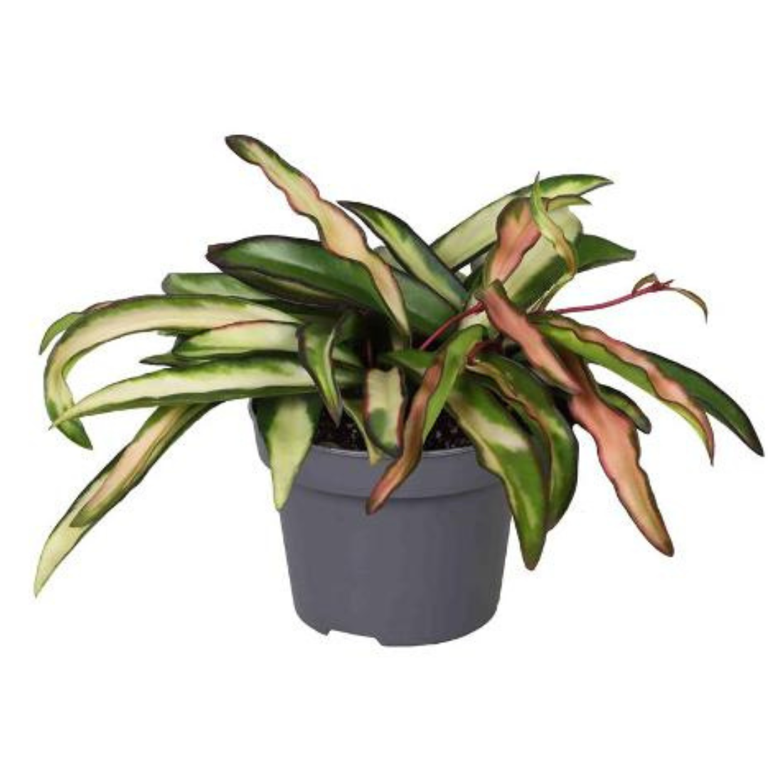 Plante bébé Aglaonema commutatum rouge de Chine