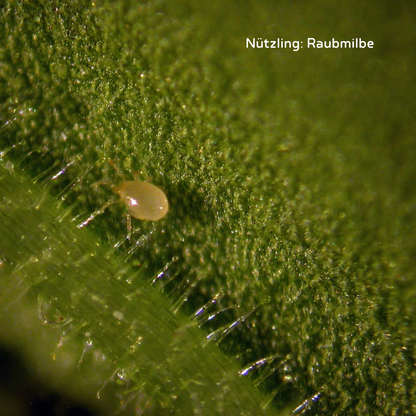 Predatory mites Amblyseius cucumeris (thrips)