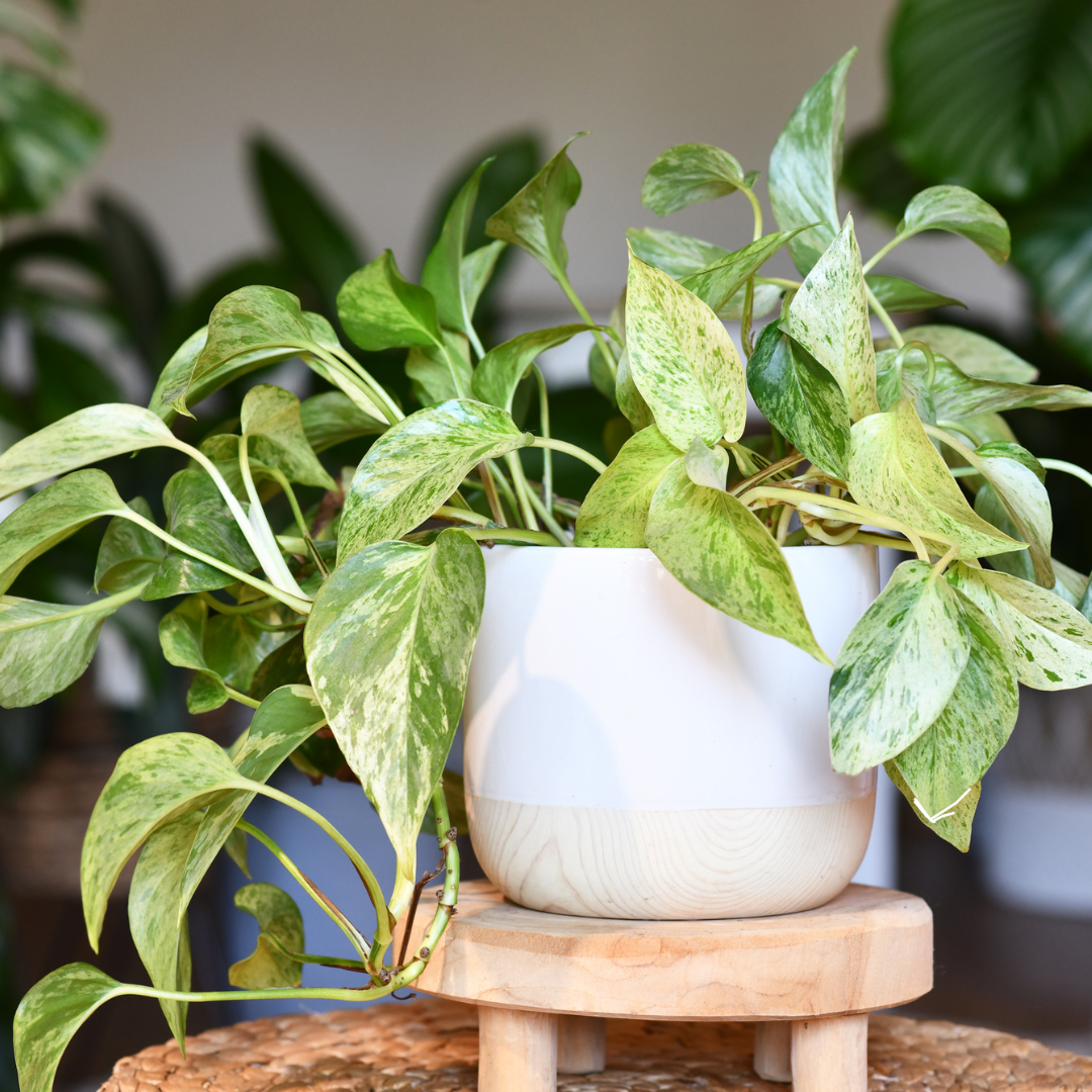 Epipremnum Marble Queen