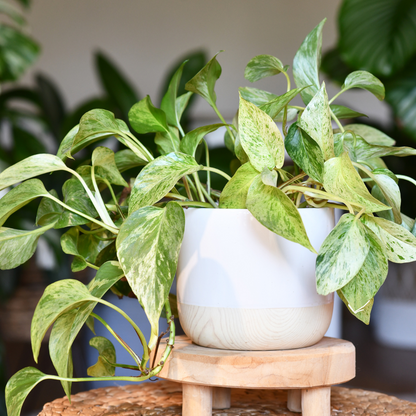 Epipremnum Marble Queen