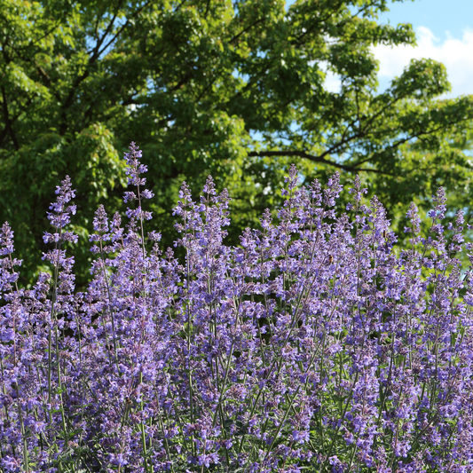 Nepeta x faassenii 'Purrsian Blue'