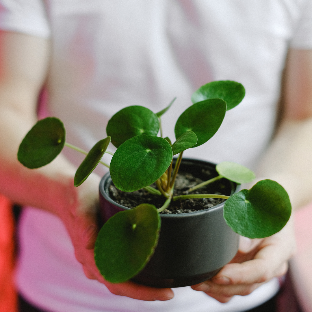 Pilea Peperomoides