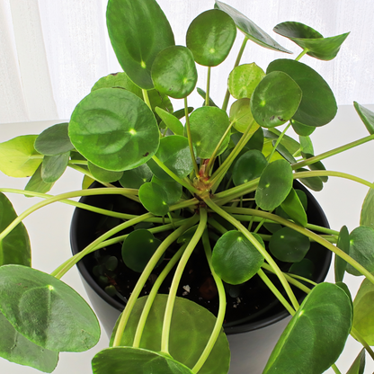 Pilea Peperomoides