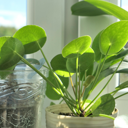 Pilea Peperomoides