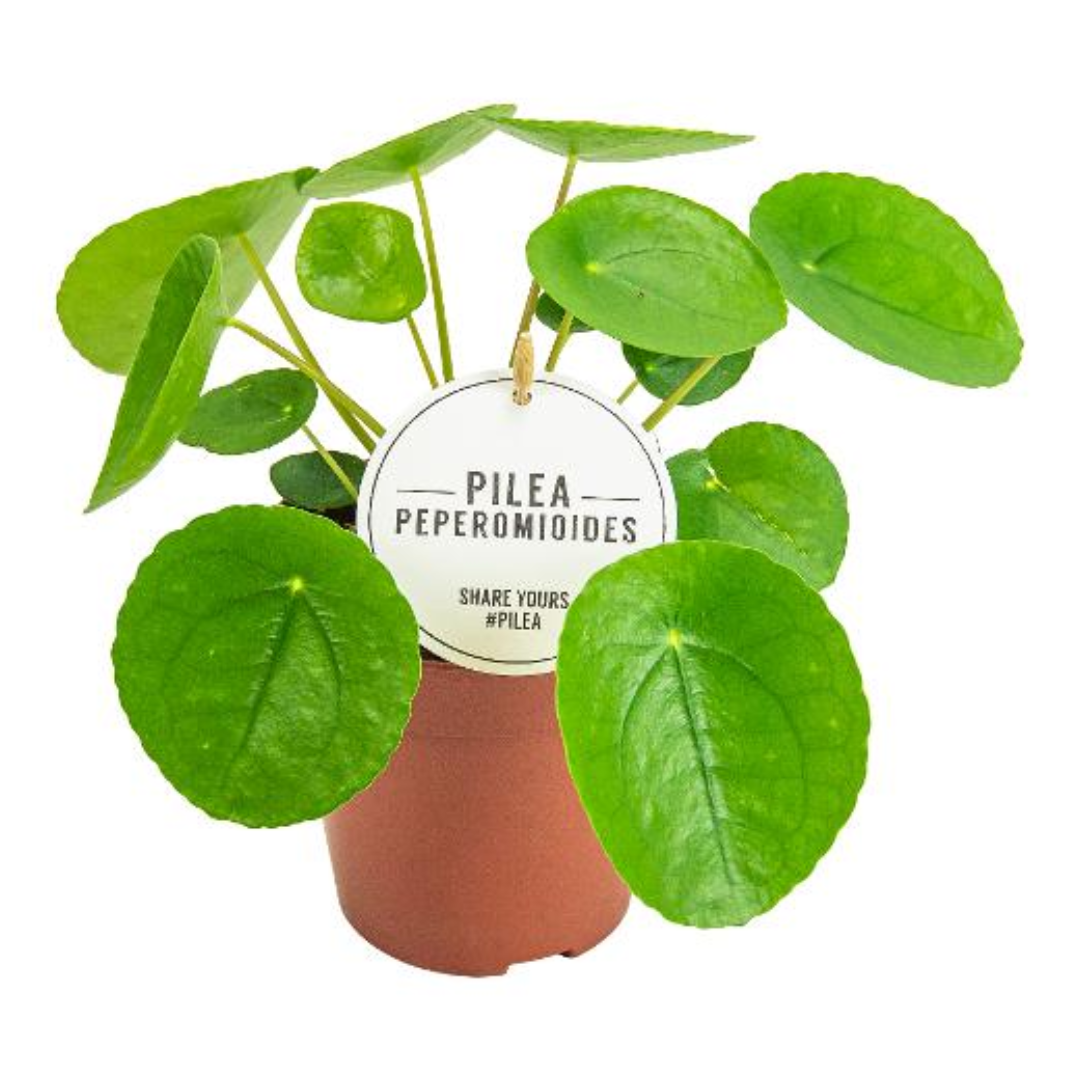 Pilea Peperomoides