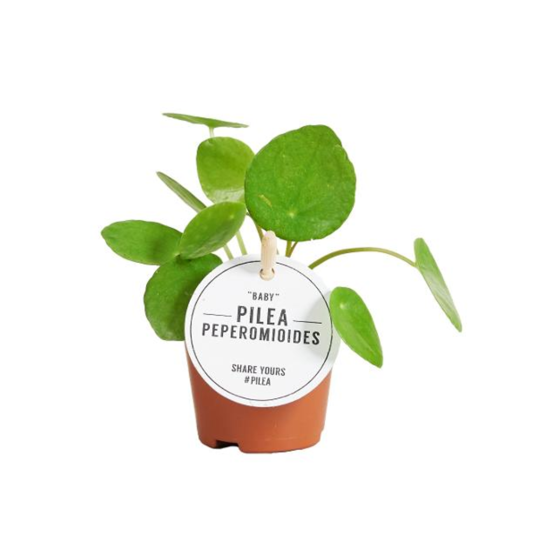 Pilea Peperomoides