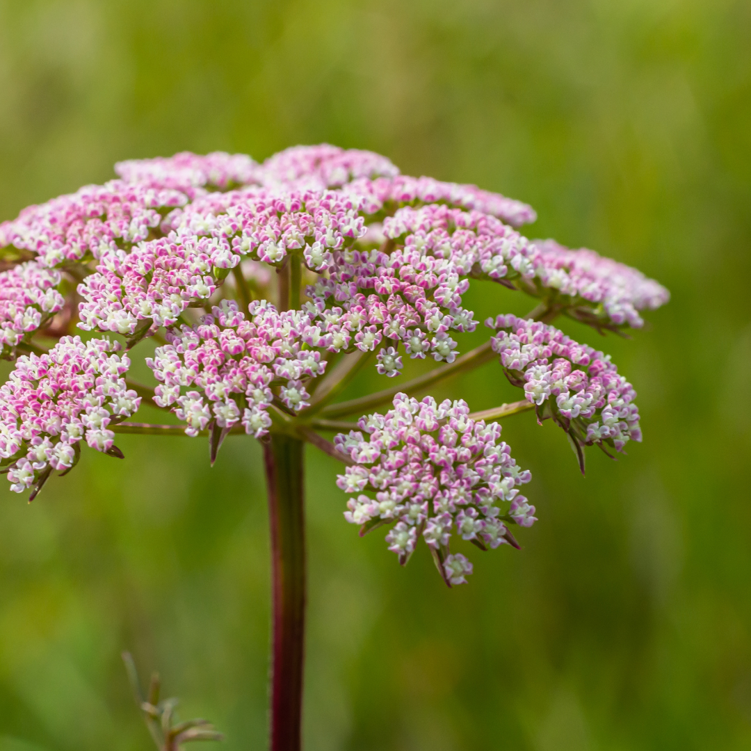 Meadow seeds lawn flowers