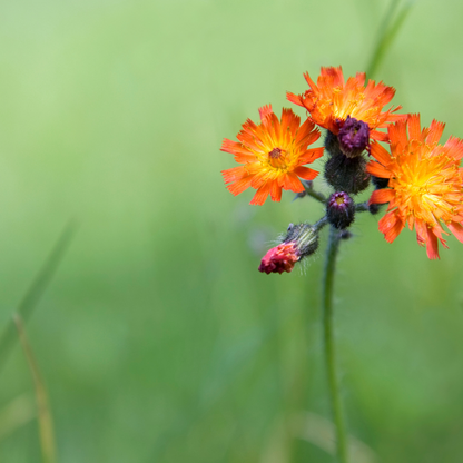 Meadow seeds lawn flowers