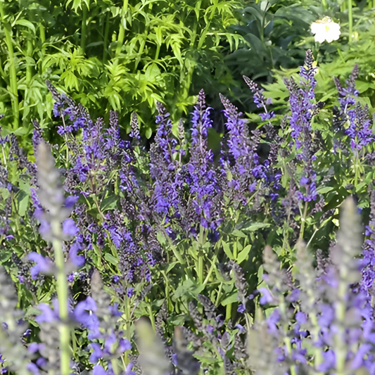 Salvia nemorosa