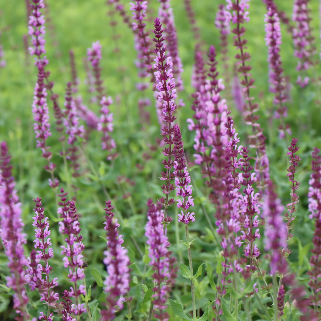 Salvia nemorosa Caradonna pink