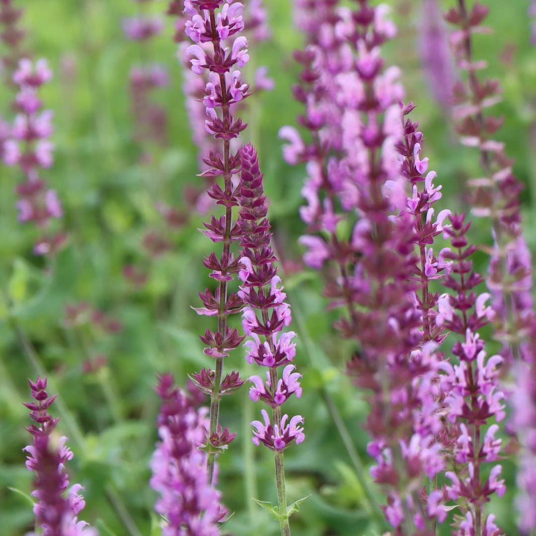 Salvia nemorosa Caradonna pink – Die Gartenprofis AG