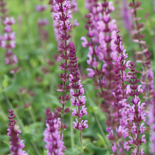 Salvia nemorosa Caradonna pink