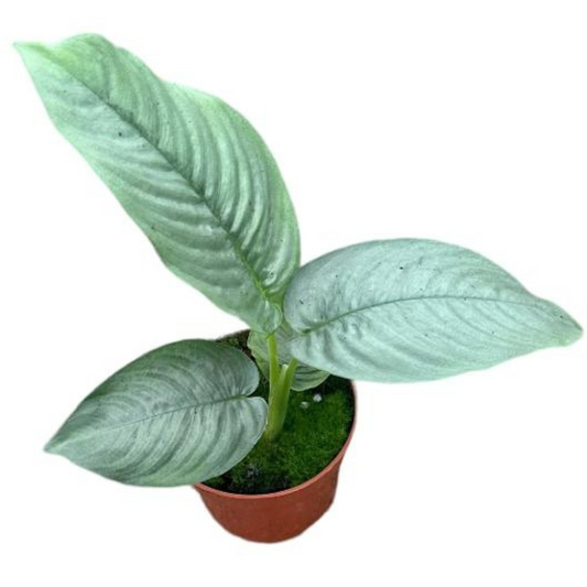 Baby plant Aglaonema commutatum China red