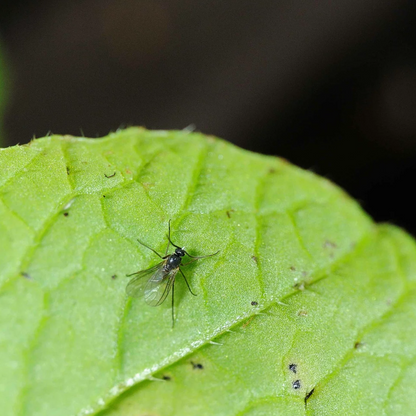 Solbac (fungus gnats)