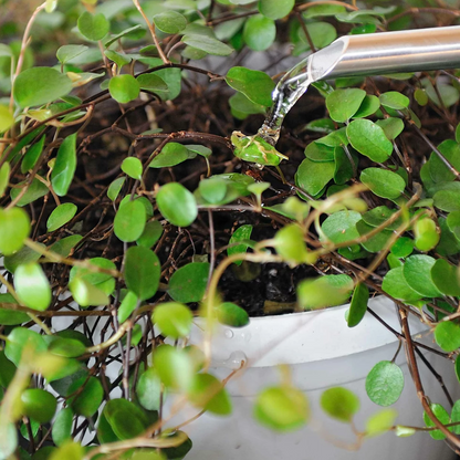 Solbac (fungus gnats)