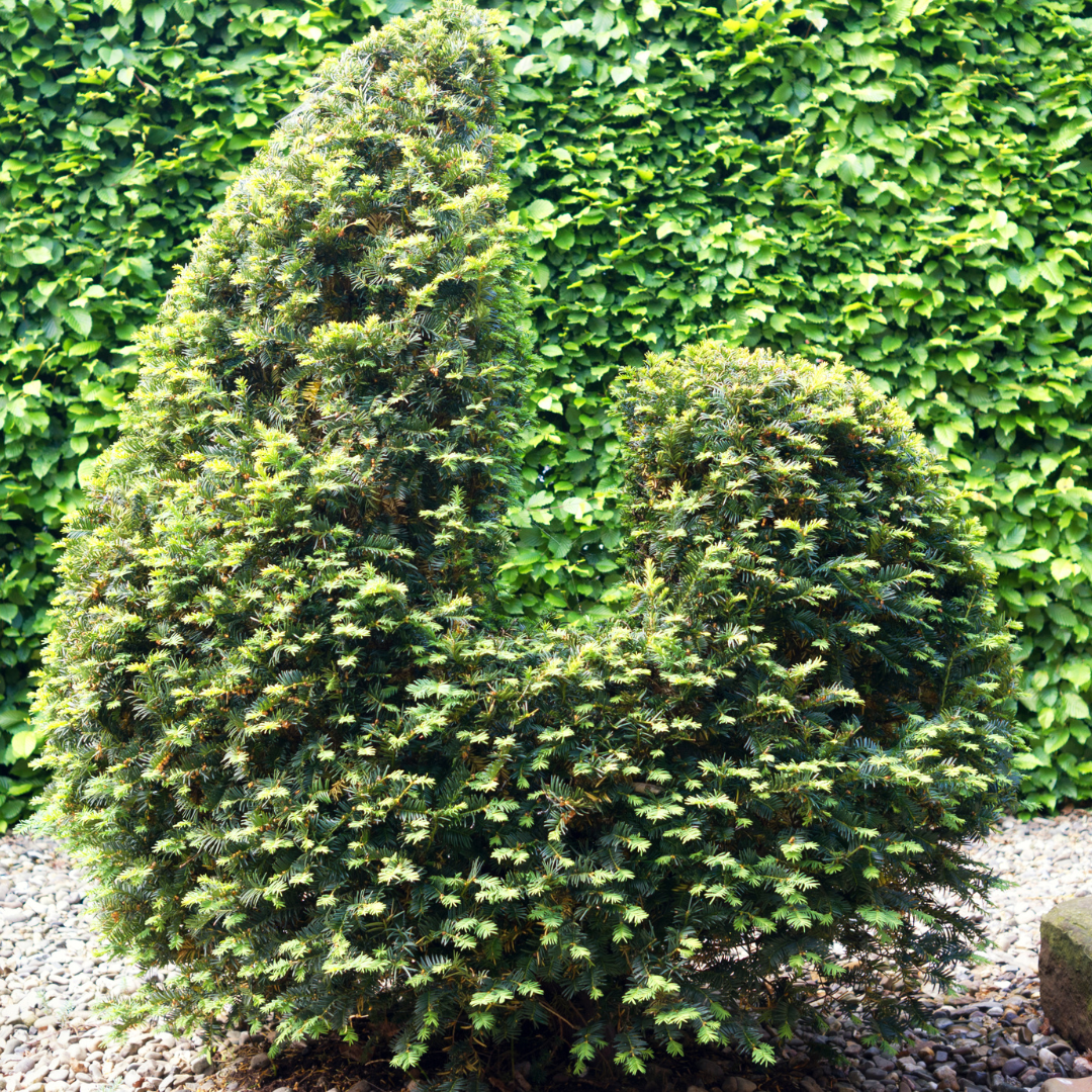 Taxus baccata