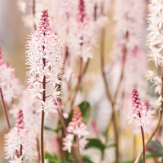 Bouquet rose Tiarella laciniata