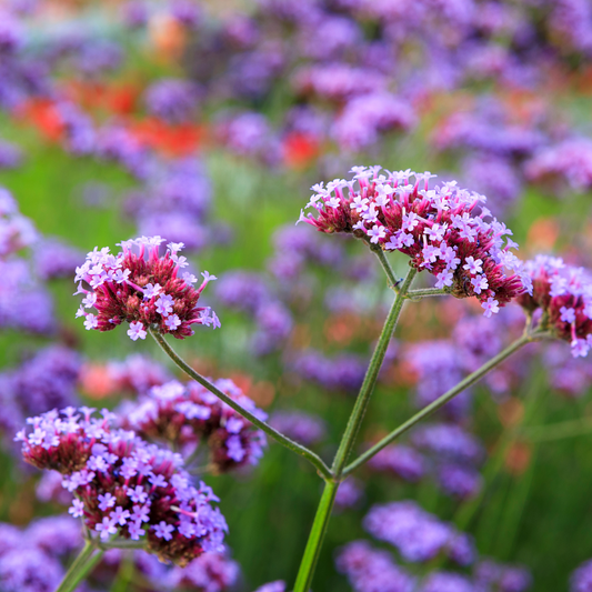 Verveine bonariensis