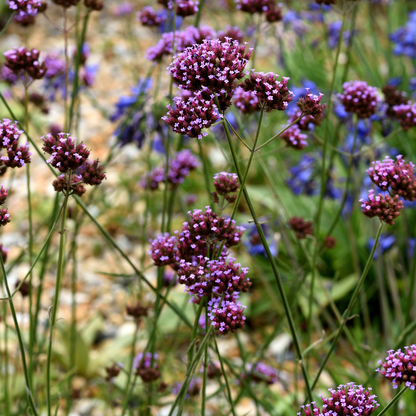 Verveine bonariensis