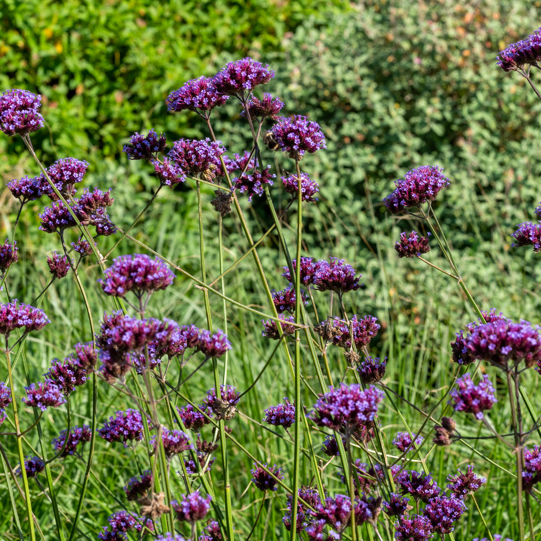 Verveine bonariensis