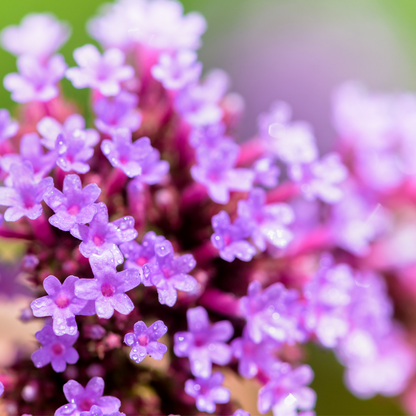 Verveine bonariensis