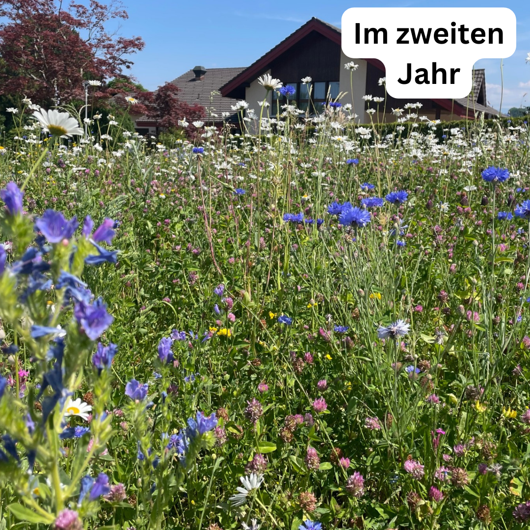 Meadow seeds wildflower magic