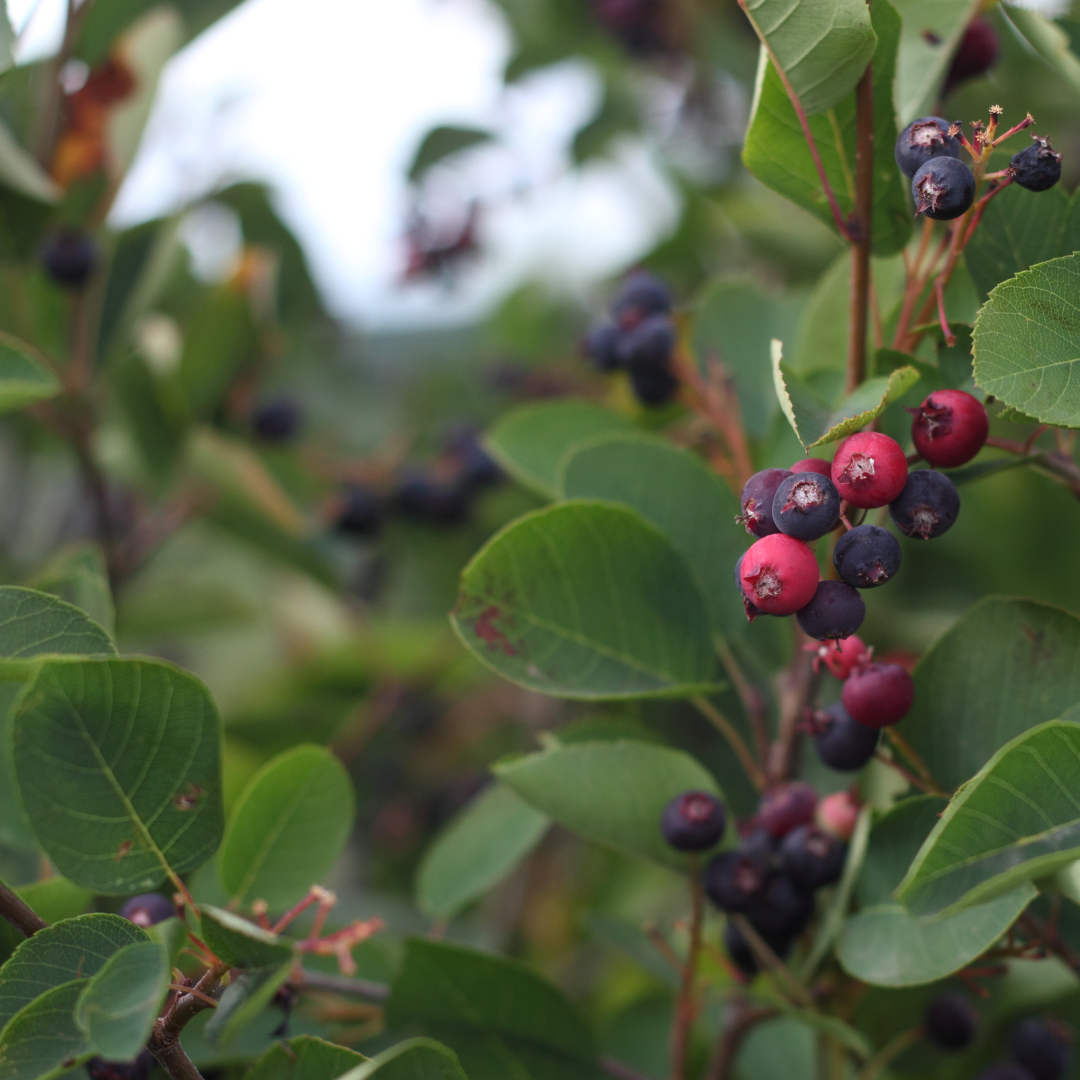 Amelanchier ovalis