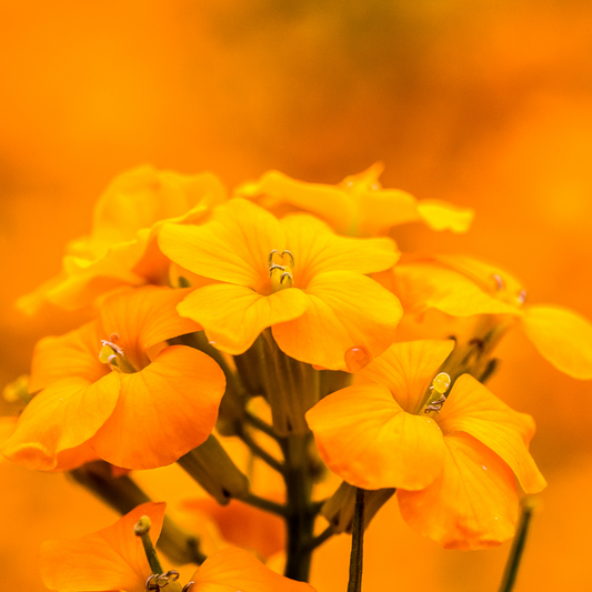 Erysimum linifolium 'Orange Flame'