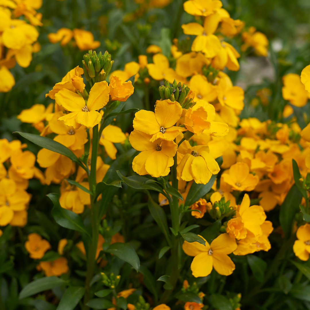 Erysimum linifolium 'Orange Flame'