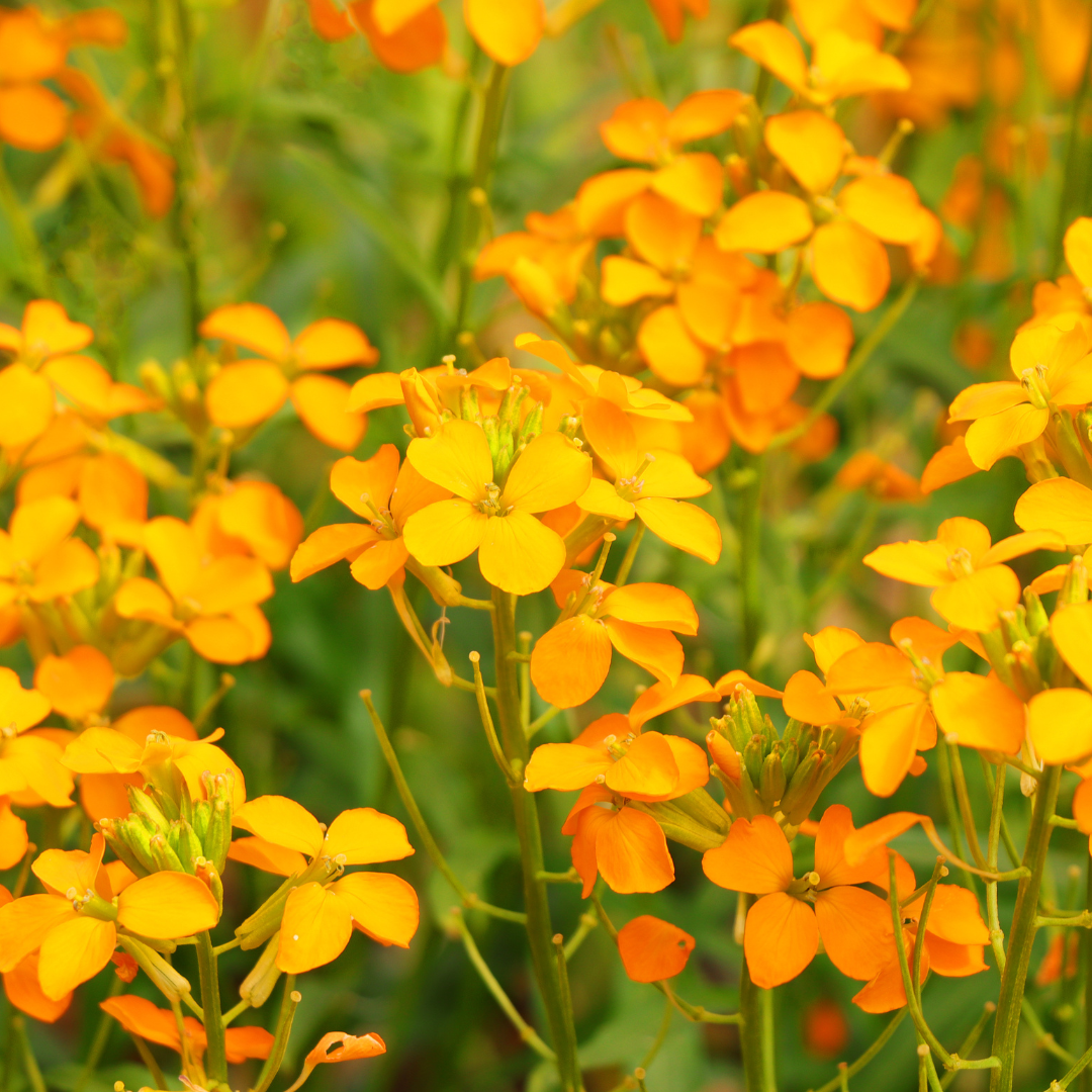 Erysimum linifolium 'Orange Flame'